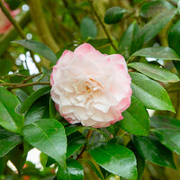 Japanse camelia Nuccios Pearl - Camellia japonica Nuccio's Pearl - Bakker