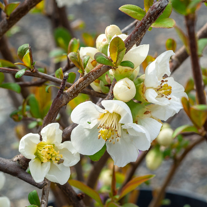 Japanse kwee Nivalis - Chaenomeles speciosa Nivalis - Bakker