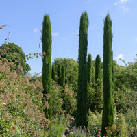 Cupressus sempervirens Stricta - Italiaanse cipres Stricta - Coniferen