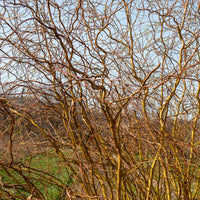 Kronkelwilg - Salix erythroflexuosa - Bakker