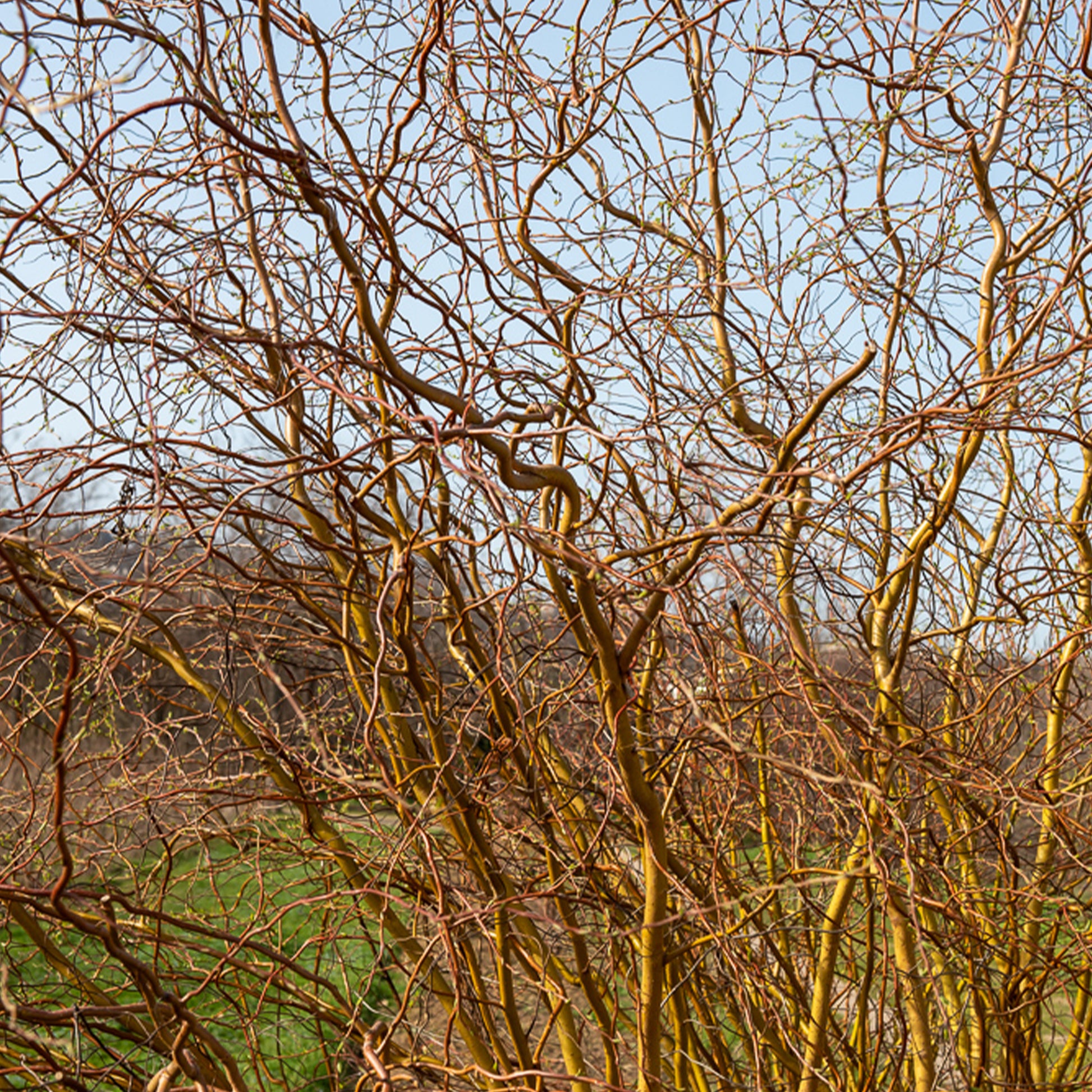 Kronkelwilg - Salix erythroflexuosa - Bakker