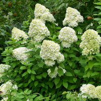 Pluimhortensia Limelight® - Hydrangea paniculata Limelight ® - Bakker