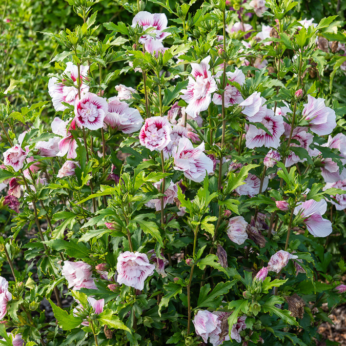 Hibiscus Starbust Chiffon® - Hibiscus syriacus Starburst Chiffon - Bakker