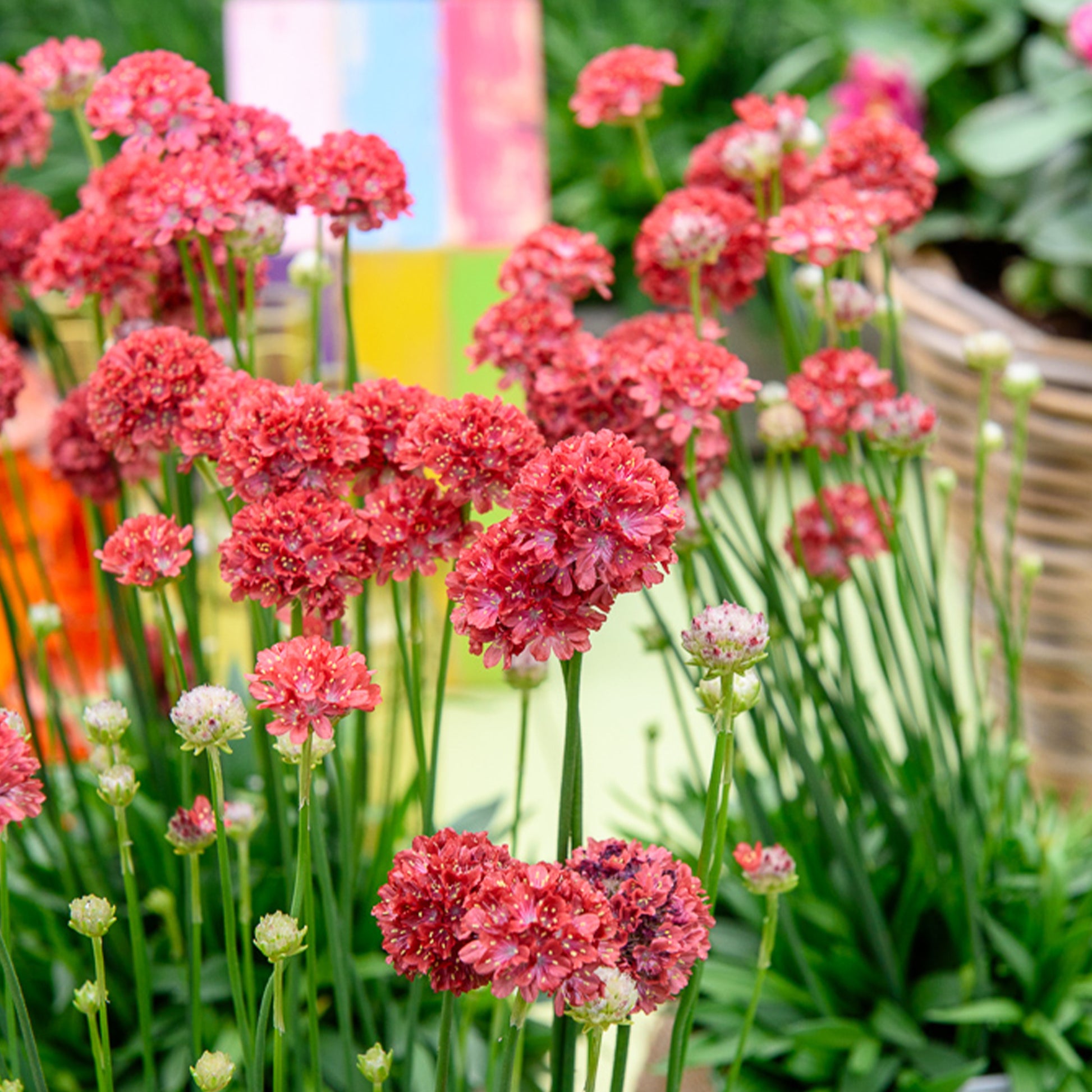 Armeria pseudarmeria Ballerina Red - Engels gras Ballerina Rood - Spaans gras