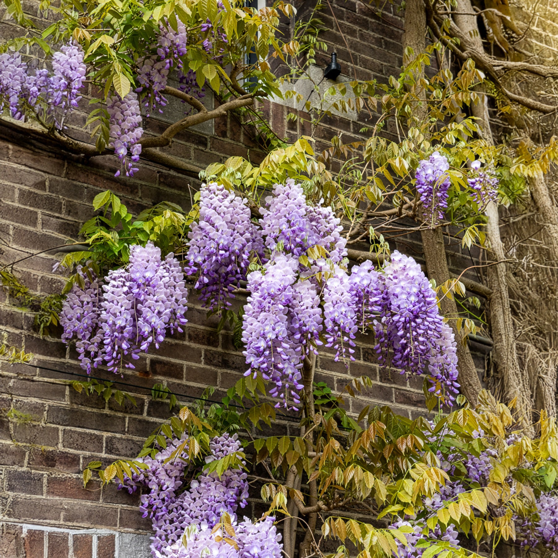 Wisteria - Blauwe regen 'Prolific' - Wisteria sinensis 'prolific'