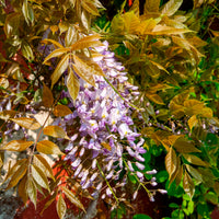 Blauwe regen Wisteria 'Caroline'