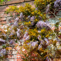 Blauwe regen Wisteria 'Caroline'