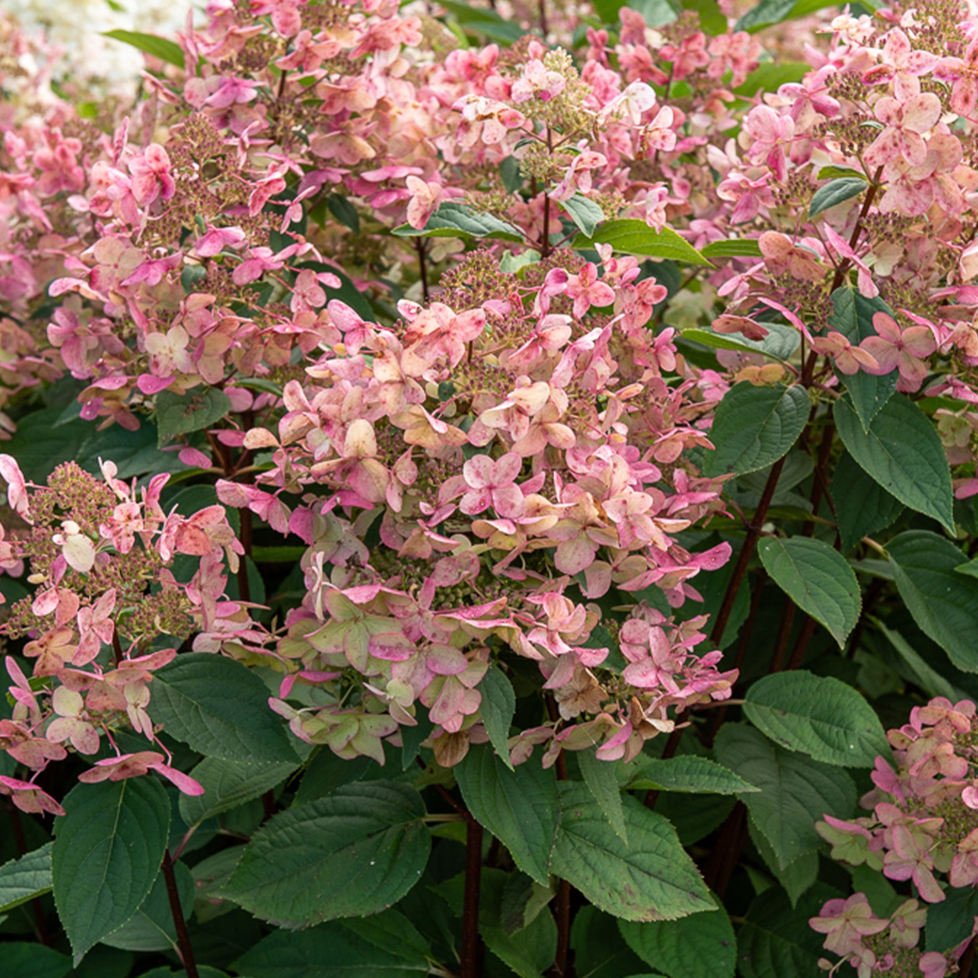 Pluimhortensia Wims Red - Bakker