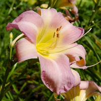 Hemerocallis Catherine woodbury - Hémérocalle Catherine Woodbury - Hemerocallis - Daglelie