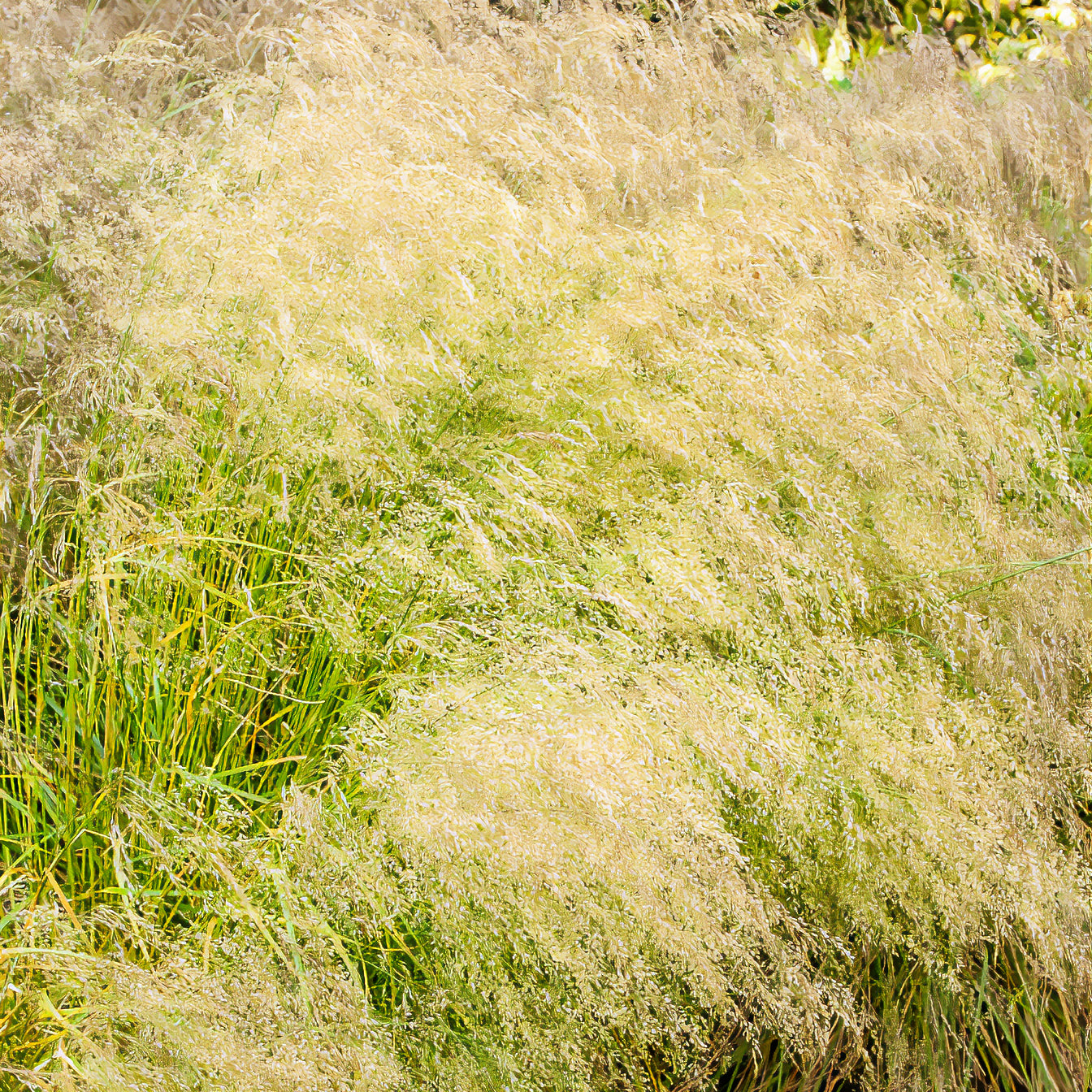 Ruwe smele - Bakker