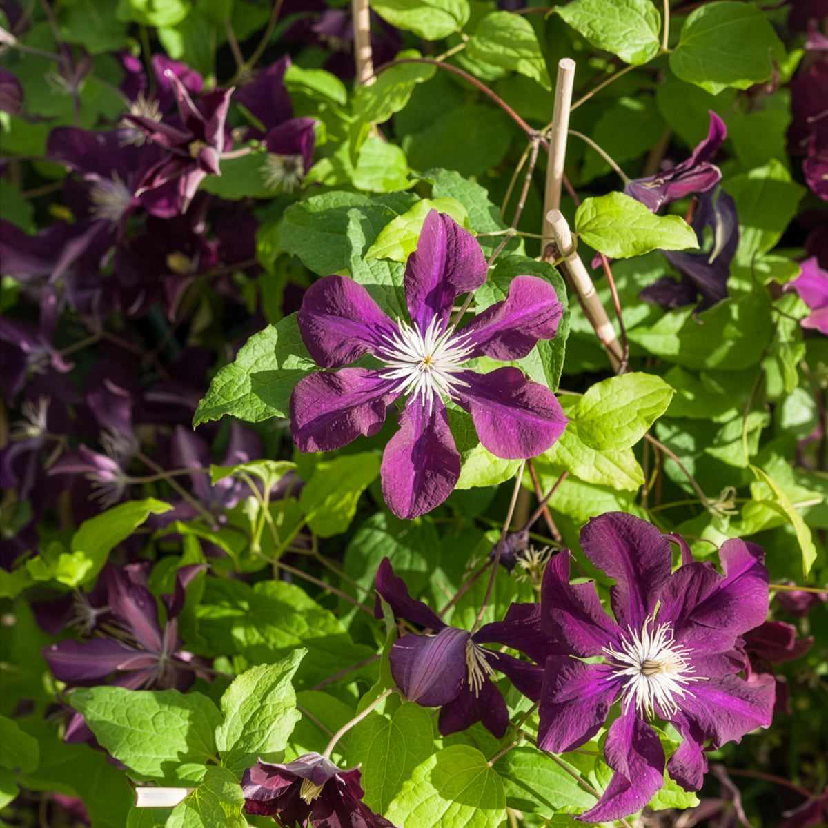 Verkoop Bosrank 'Warszawska Nike' - Clematis Warszawska Nike