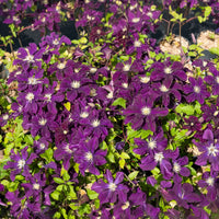 Clematis - Bosrank 'Warszawska Nike' - Clematis Warszawska Nike
