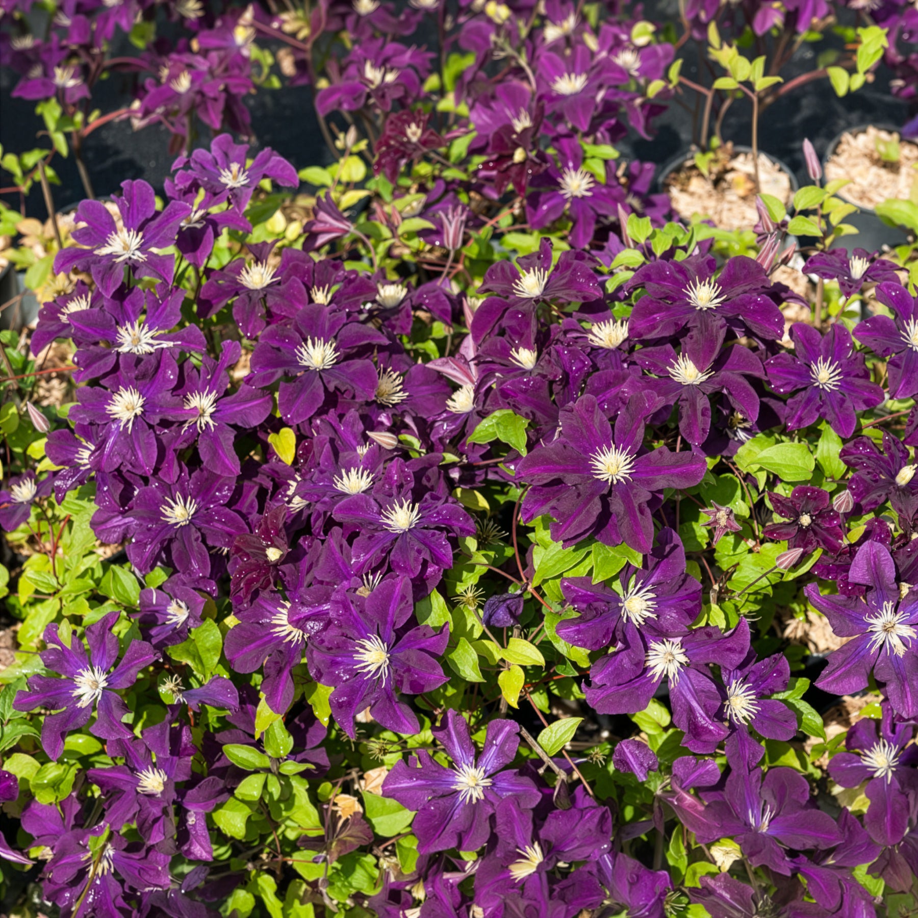Clematis - Bosrank 'Warszawska Nike' - Clematis Warszawska Nike