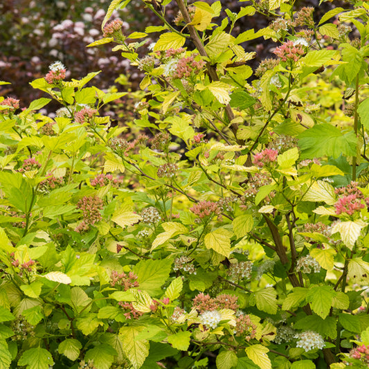 Blaasspirea 'Darts Gold' - Bakker