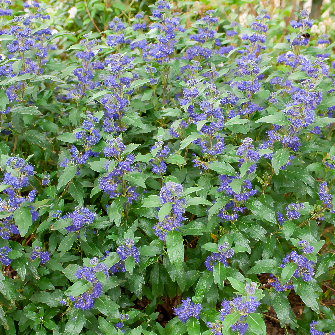 Caryopteris clandonensis Grand Bleu ® Inoveris - Blauwe spirea Grand Bleu® Inoveris - Caryopteris