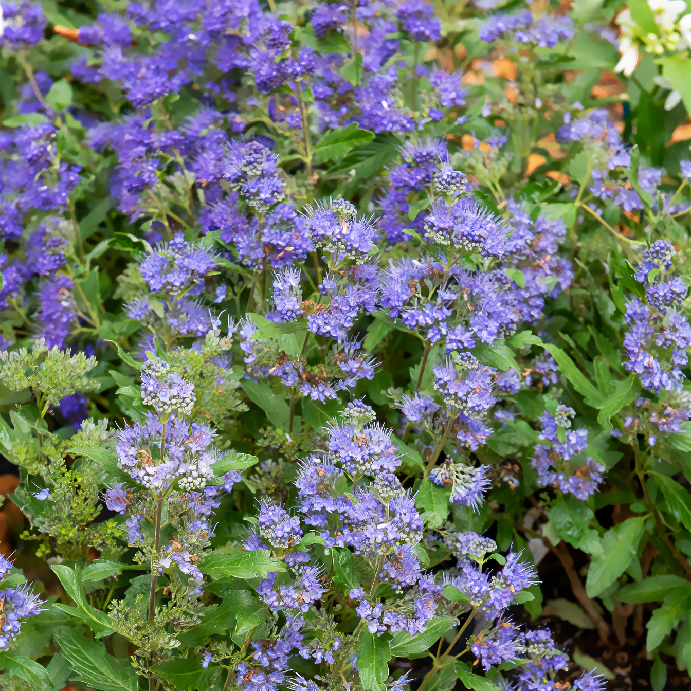 Blauwe spirea Grand Bleu® Inoveris - Caryopteris clandonensis Grand Bleu ® Inoveris - Bakker