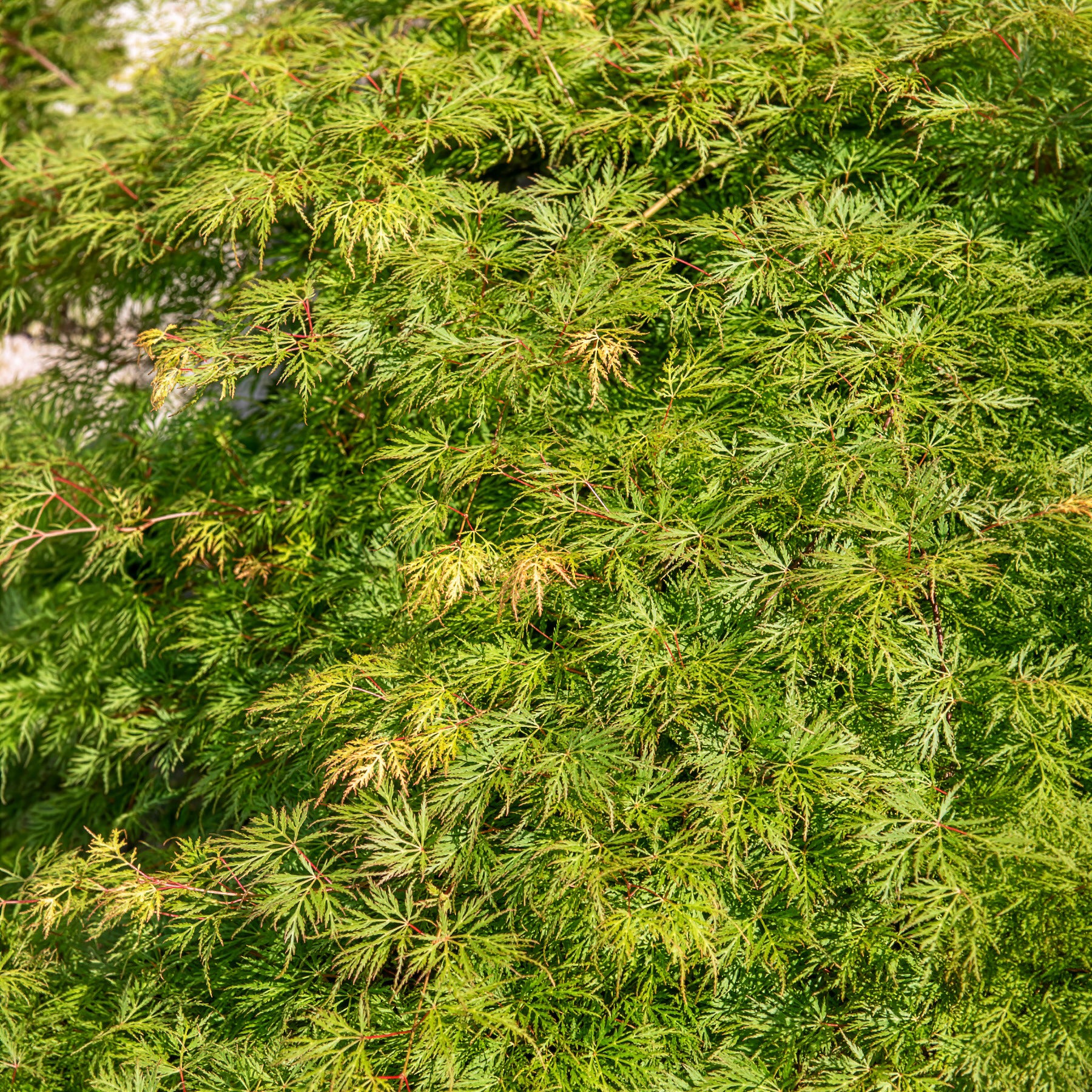 Verkoop Japanse esdoorn 'Emerald Lace'