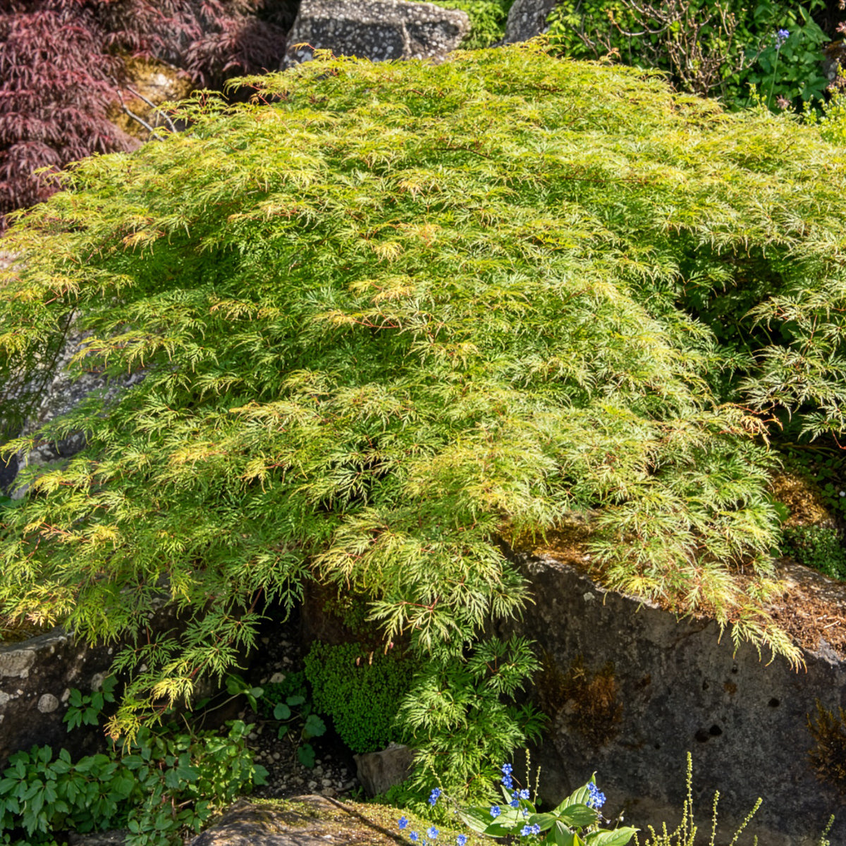 Acer palmatum emerald lace - Japanse esdoorn 'Emerald Lace' - Japanse esdoorn