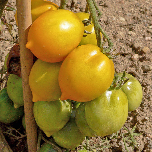 Tomaat 'Lemon Tree' - Solanum lycopersicum lemon tree - Moestuin