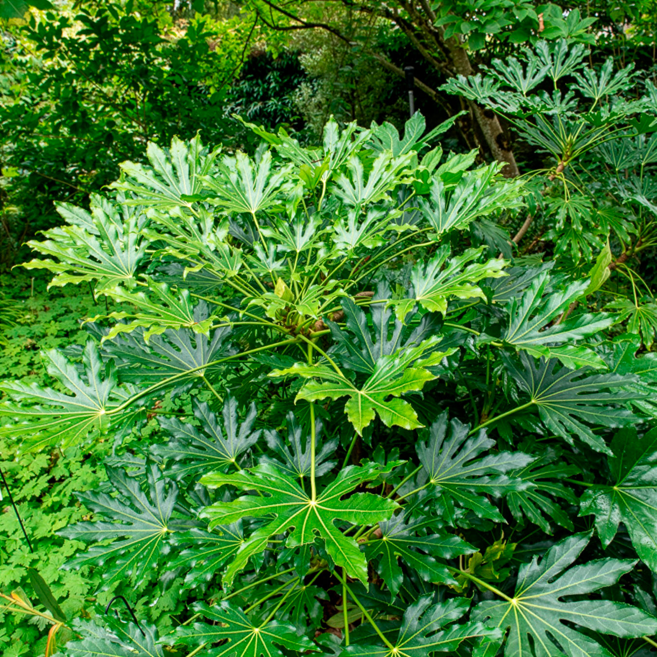 Groene kamerplanten voor interieur - Vingerplant - Fatsia japonica