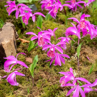 Pleione tongariro - Tuinorchidee 'Tongariro' - Bloembollenpaketten
