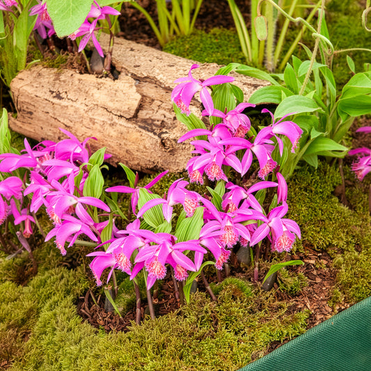 Tuinorchidee 'Tongariro' - Bakker