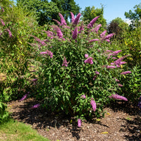 Vlinderstruik - Buddleja - Vlinderstruik 'Pink Delight' - Buddleja davidii pink delight