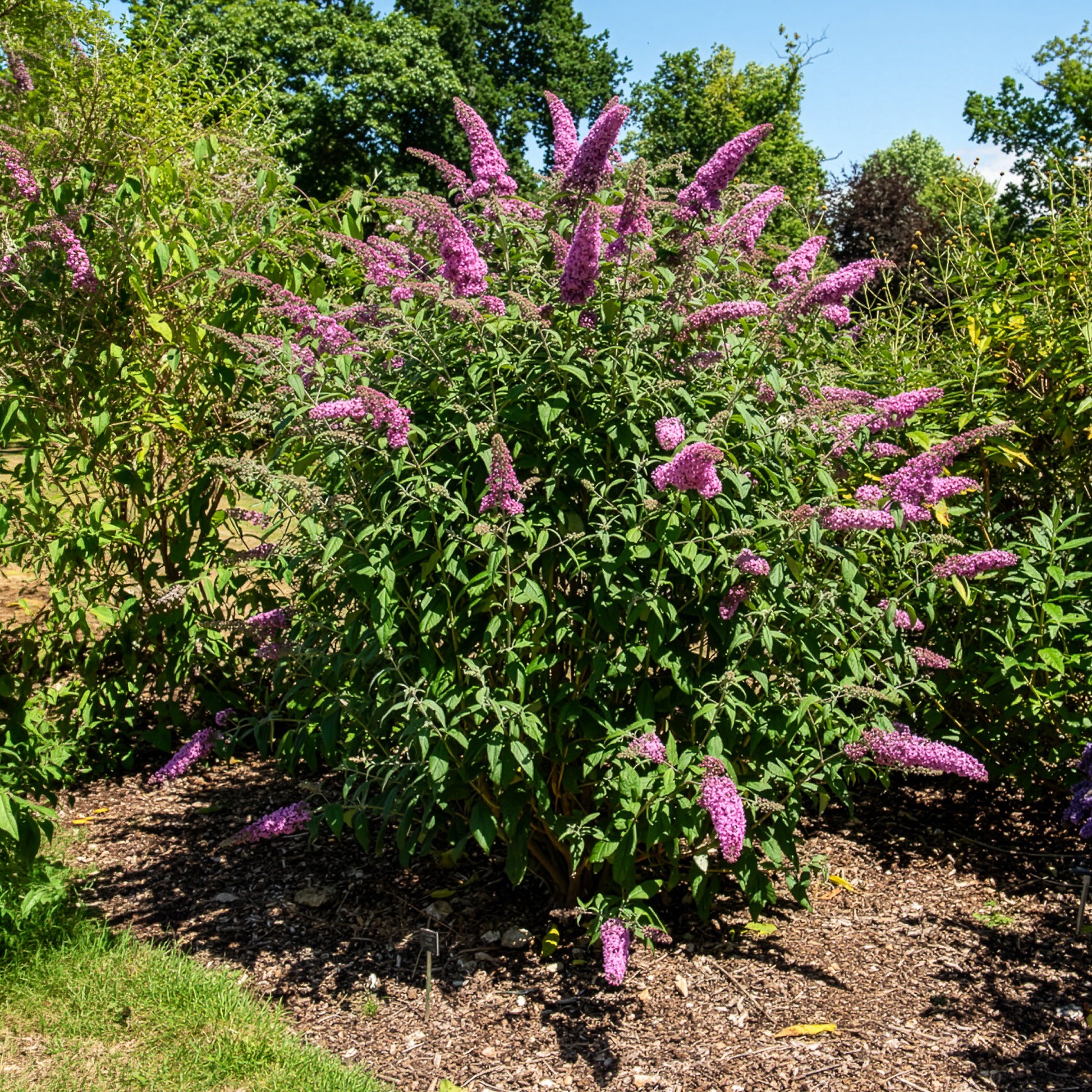 Vlinderstruik - Buddleja - Vlinderstruik 'Pink Delight' - Buddleja davidii pink delight