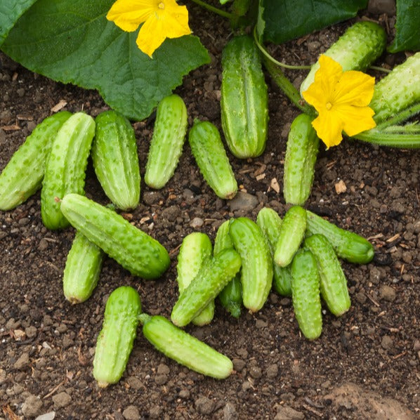Cucumis sativus vert petit de paris - Augurk 'Petit de Paris' - Augurkzaden