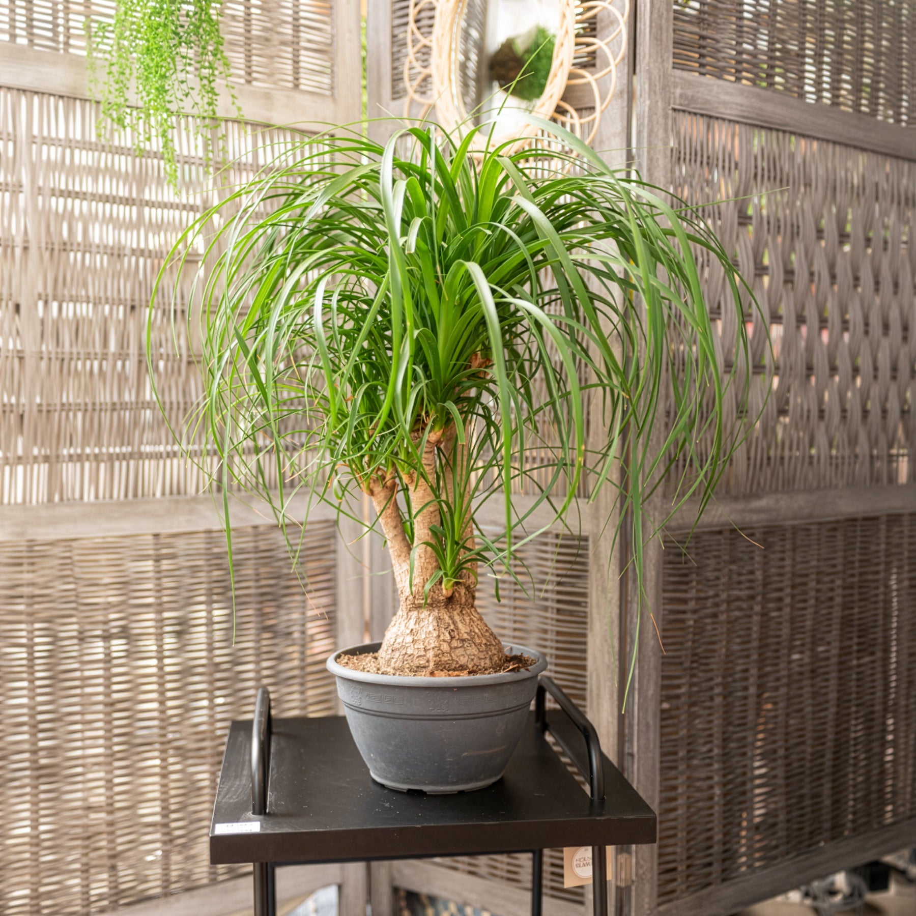 Olifantspoot - Beaucarnea recurvata - Bakker