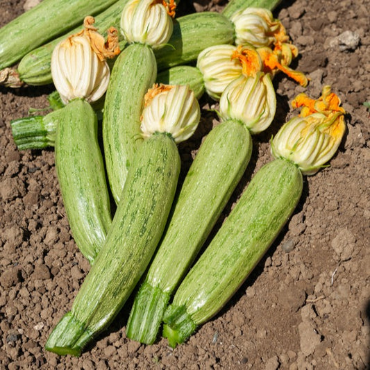 Courgette 'Profusion' - Cucurbita pepo profusion (grisette de provence) - Moestuin