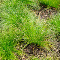 Alle vijverplanten - Bent bulrush Bakker vezelgras - Isolepis cernua