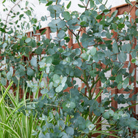 Verkoop Eucalyptus gunnii - Eucalyptus gunnii