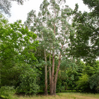 Eucalyptus - Eucalyptus gunnii - Eucalyptus gunnii