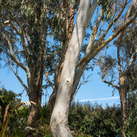 Verkoop Eucalyptus gunnii