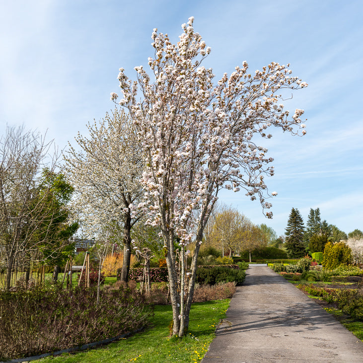 Japanse sierkers 'Amanogawa' - Prunus serrulata amanogawa - Bakker