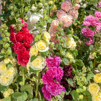 Stokroos Mix (x5) - Alcea rosea charter's hybrid - Bakker