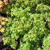 Japanse esdoorn 'Little Princess' - Bakker