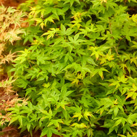 Japanse esdoorn 'Little Princess' - Acer palmatum little princess - Bakker