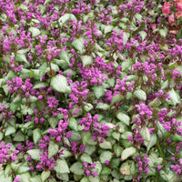Gevlekte dovenetel 'Beacon Silver' - Lamium maculatum Beacon Silver - Bakker