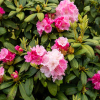 Rhododendron yakushimanum Doc - Rhododendron 'Nova Zembla' - Rhododendron