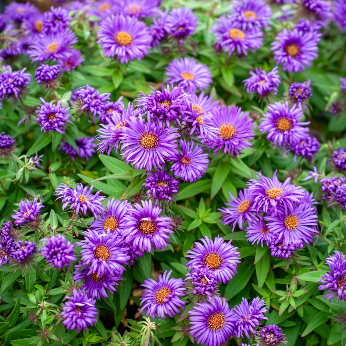 HerfstAster  'Purple Dome'