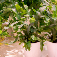 Blauwvaren 'Blue Star' - Phlebodium blue star - Bakker