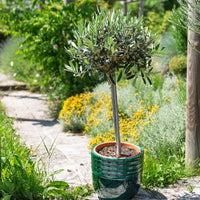 Olijfboom op stam - Olea europaea - Bakker