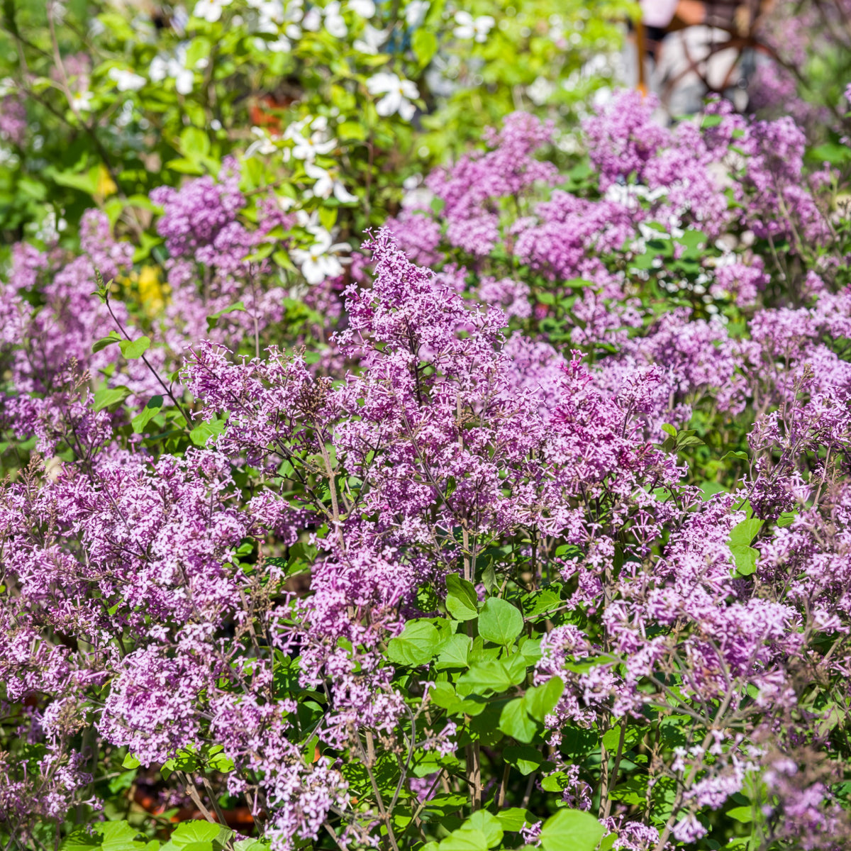 Dwergsering 'Dark Purple'