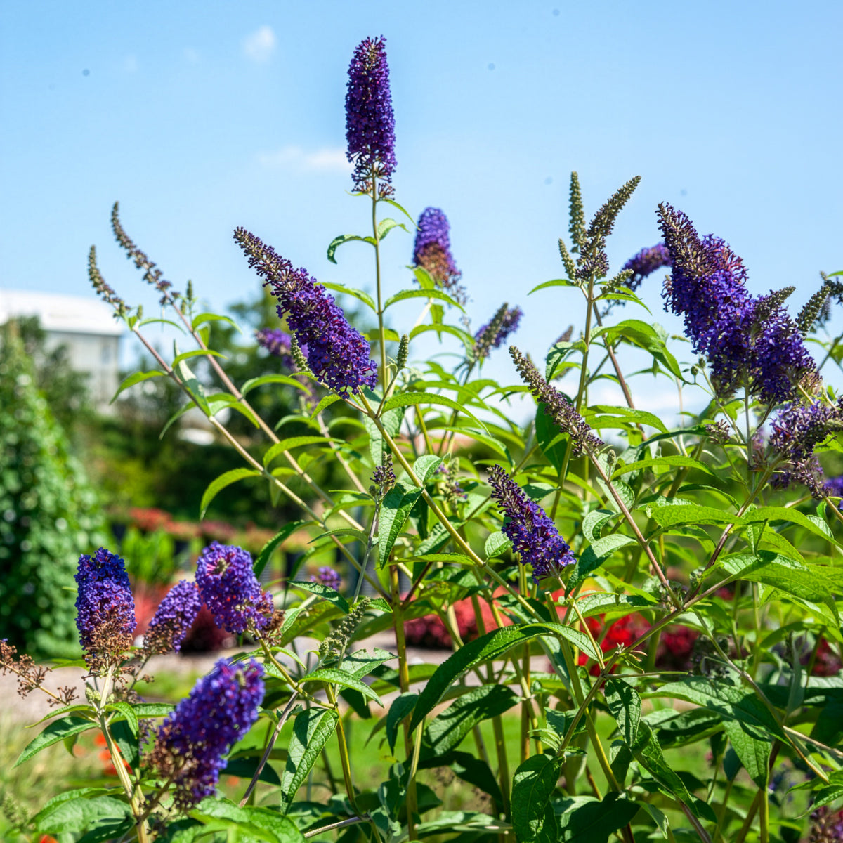 Vlinderstruik 'Empire Blue' - Buddleja davidii Empire Blue - Bakker