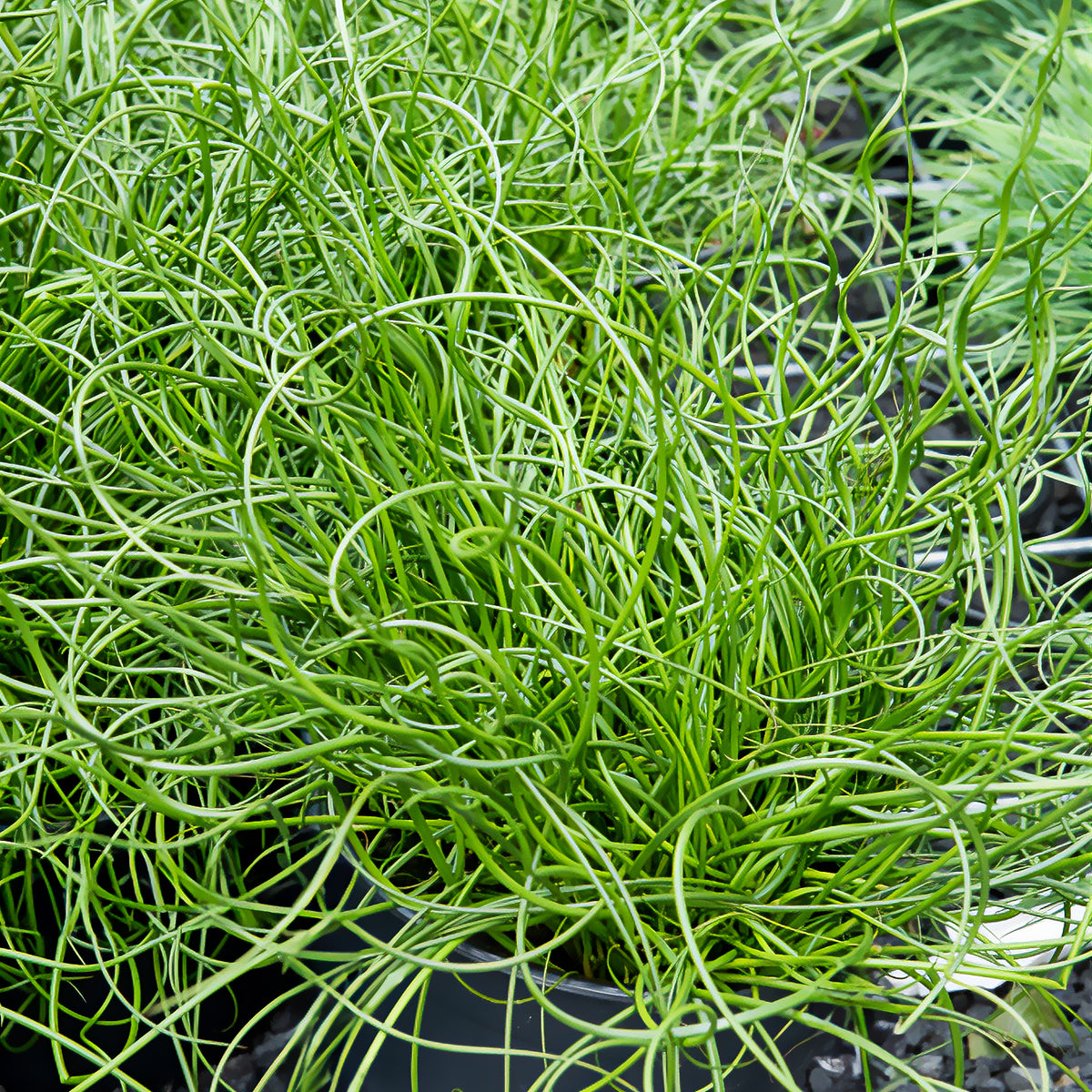 Juncus effusus spiralis - Spiralis bies - Alle vijverplanten