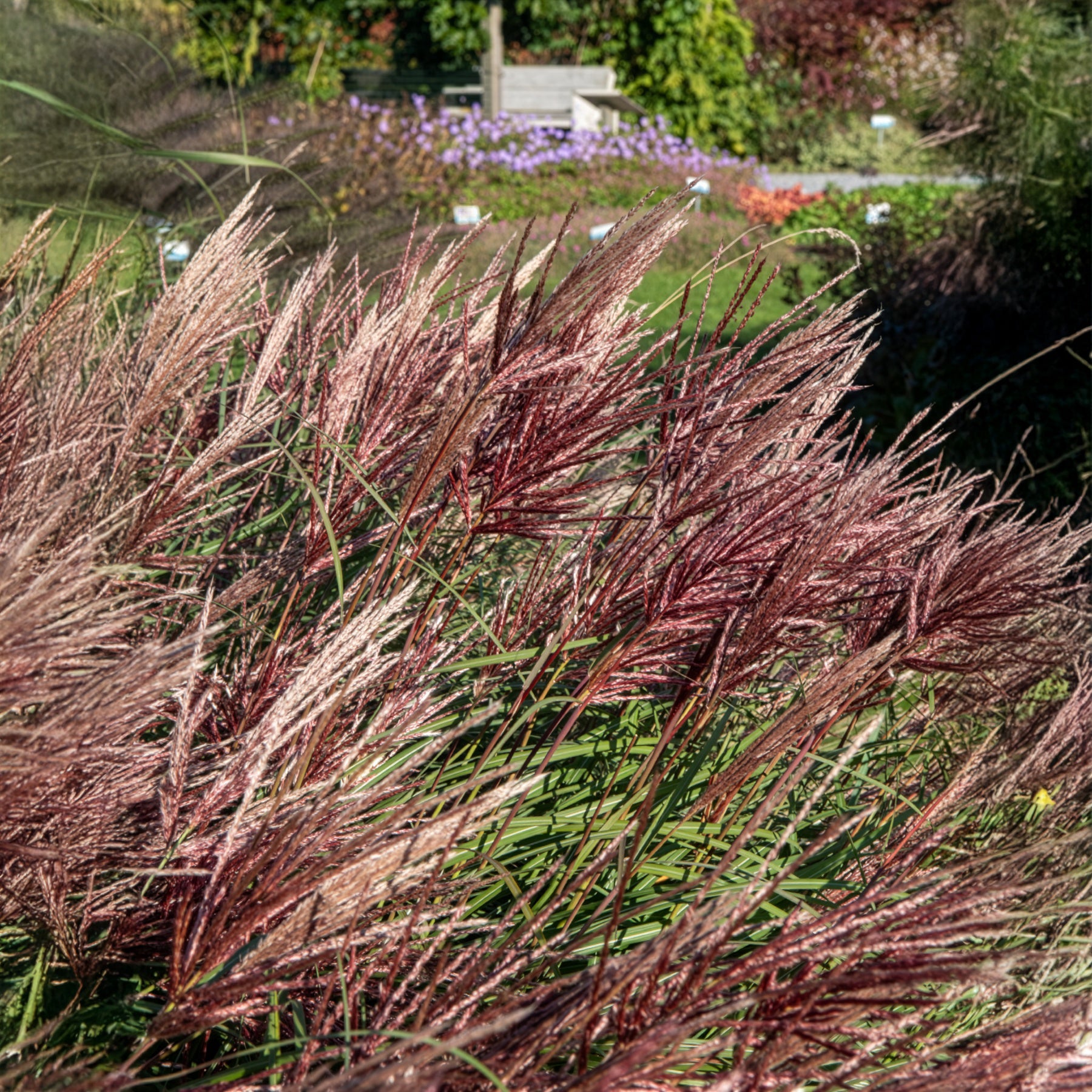 Miscanthus - Chinees riet - Prachtriet Miscanthus 'Red Chief' - Miscanthus sinensis Red Chief