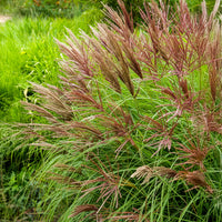 Prachtriet Miscanthus 'Red Chief' - Bakker
