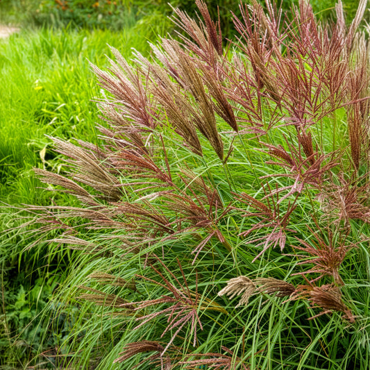 Prachtriet Miscanthus 'Red Chief' - Bakker
